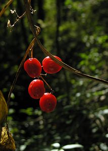 Dioscorea communis (Dioscoreaceae)  - Tamier commun, Herbe aux femmes battues - Black Bryony Pas-de-Calais [France] 09/10/2005 - 130m