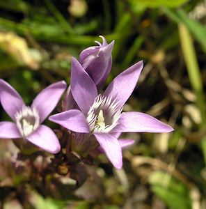 Gentianella germanica (Gentianaceae)  - Gentianelle d'Allemagne, Gentiane d'Allemagne - Chiltern Gentian Pas-de-Calais [France] 09/10/2005 - 130m