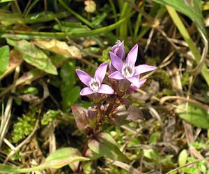 Gentianella germanica (Gentianaceae)  - Gentianelle d'Allemagne, Gentiane d'Allemagne - Chiltern Gentian Pas-de-Calais [France] 09/10/2005 - 130m