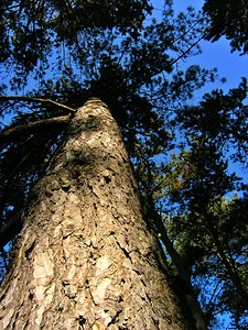 Pinus nigra (Pinaceae)  - Pin noir, Pin noir d'Autriche Nord [France] 27/10/2005 - 40mArbre de parc