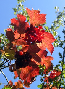 Viburnum opulus (Viburnaceae)  - Viorne obier, Viorne obier, Viorne aquatique, Boule-de-neige - Guelder-rose Pas-de-Calais [France] 09/10/2005 - 130m