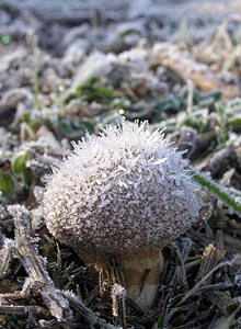 Lycoperdon perlatum (Lycoperdaceae)  - Vesse de loup perlée - Common Puffball Pas-de-Calais [France] 19/11/2005 - 60m