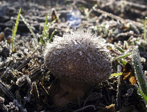 Lycoperdon perlatum (Lycoperdaceae)  - Vesse de loup perlée - Common Puffball Pas-de-Calais [France] 19/11/2005 - 60m