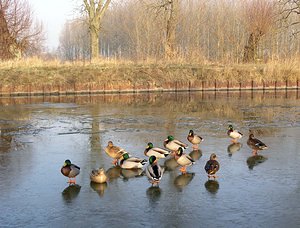 Anas platyrhynchos (Anatidae)  - Canard colvert - Mallard Nord [France] 28/01/2006 - 50m