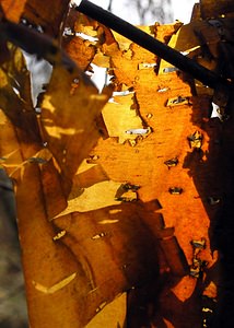 Betula pendula (Betulaceae)  - Bouleau pleureur, Bouleau verruqueux, Boulard - Silver Birch Nord [France] 14/01/2006