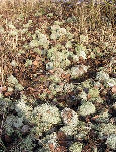 Cladonia portentosa (Cladoniaceae)  Nord [France] 07/01/2006 - 50m