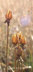 Parnassia palustris (Celastraceae)  - Parnassie des marais, Hépatique blanche - Grass-of-Parnassus Nord [France] 14/01/2006
