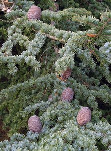 Cedrus atlantica (Pinaceae)  - Cèdre de l'Atlas - Atlas Cedar Oise [France] 11/02/2006 - 110m