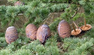 Cedrus atlantica (Pinaceae)  - Cèdre de l'Atlas - Atlas Cedar Oise [France] 11/02/2006 - 110m