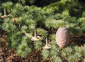 Cedrus atlantica (Pinaceae)  - Cèdre de l'Atlas - Atlas Cedar Oise [France] 11/02/2006 - 110m