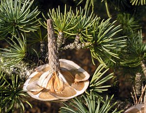 Cedrus atlantica (Pinaceae)  - Cèdre de l'Atlas - Atlas Cedar Oise [France] 11/02/2006 - 110m