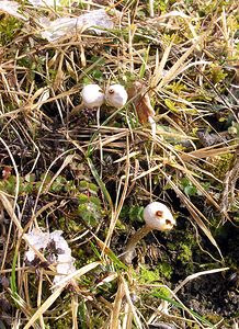 Tulostoma brumale (Tulostomataceae)  - Winter Stalkball Somme [France] 25/02/2006 - 90m