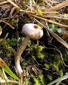 Tulostoma brumale (Tulostomataceae)  - Winter Stalkball Somme [France] 25/02/2006 - 90m