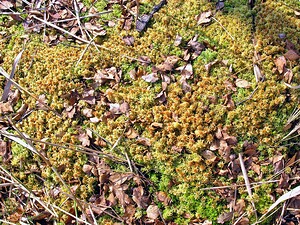 Sphagnum  (Sphagnaceae)  - Sphaignes Aisne [France] 18/03/2006 - 100m