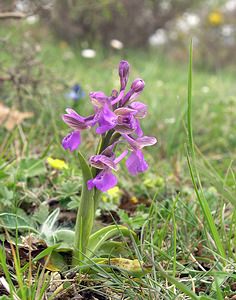 Anacamptis morio (Orchidaceae)  - Anacamptide bouffon, Orchis bouffon Aude [France] 23/04/2006 - 480m