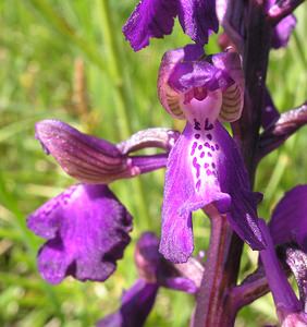 Anacamptis morio (Orchidaceae)  - Anacamptide bouffon, Orchis bouffon Cantal [France] 30/04/2006 - 650m