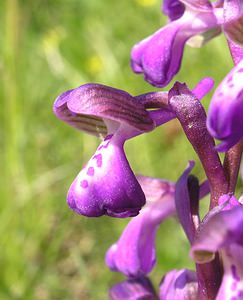 Anacamptis morio (Orchidaceae)  - Anacamptide bouffon, Orchis bouffon Cantal [France] 30/04/2006 - 650m