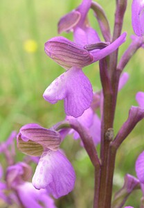 Anacamptis morio subsp. picta (Orchidaceae)  - Anacamptide peinte, Orchis peint Aude [France] 22/04/2006 - 380m