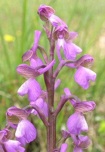 Anacamptis morio subsp. picta (Orchidaceae)  - Anacamptide peinte, Orchis peint Aude [France] 22/04/2006 - 380m