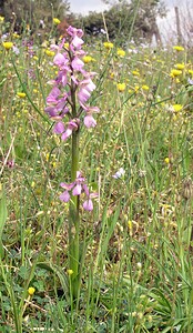 Anacamptis morio subsp. picta (Orchidaceae)  - Anacamptide peinte, Orchis peint Aude [France] 22/04/2006 - 380m