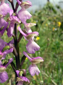 Anacamptis morio subsp. picta (Orchidaceae)  - Anacamptide peinte, Orchis peint Aude [France] 22/04/2006 - 380m