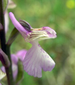 Anacamptis morio subsp. picta (Orchidaceae)  - Anacamptide peinte, Orchis peint Aude [France] 22/04/2006 - 380m