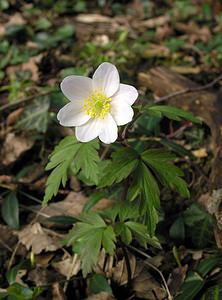 Anemone nemorosa (Ranunculaceae)  - Anémone des bois, Anémone sylvie - Wood Anemone Pas-de-Calais [France] 01/04/2006 - 60m