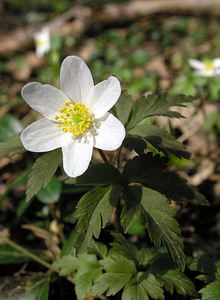 Anemone nemorosa (Ranunculaceae)  - Anémone des bois, Anémone sylvie - Wood Anemone Pas-de-Calais [France] 01/04/2006 - 60m