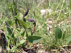 Aristolochia pistolochia (Aristolochiaceae)  - Aristoloche pistoloche, Pistoloche Gard [France] 17/04/2006 - 460m