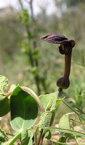 Aristolochia pistolochia (Aristolochiaceae)  - Aristoloche pistoloche, Pistoloche Gard [France] 17/04/2006 - 460m