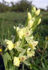 Dactylorhiza insularis (Orchidaceae)  - Orchis de Corse, Dactylorhize de Corse Aude [France] 26/04/2006 - 780m