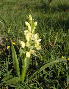 Dactylorhiza insularis (Orchidaceae)  - Orchis de Corse, Dactylorhize de Corse Aude [France] 26/04/2006 - 780m