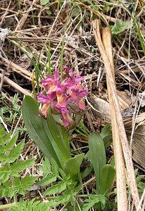 Dactylorhiza sambucina (Orchidaceae)  - Dactylorhize sureau, Orchis sureau Aude [France] 24/04/2006 - 950m