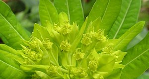 Euphorbia hyberna (Euphorbiaceae)  - Euphorbe d'Irlande - Irish Spurge Ariege [France] 26/04/2006 - 900m