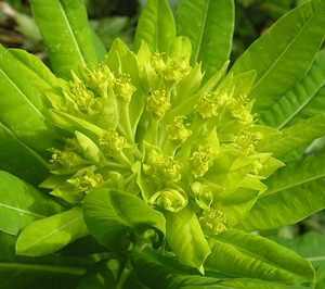 Euphorbia hyberna (Euphorbiaceae)  - Euphorbe d'Irlande - Irish Spurge Ariege [France] 26/04/2006 - 910m