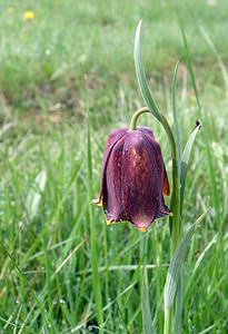 Fritillaria pyrenaica (Liliaceae)  - Fritillaire des Pyrénées, Fritillaire noire - Pyrenean Snake's-head Aude [France] 23/04/2006 - 870msyn. de  Fritillaria pyrenaica