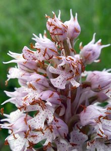 Neotinea conica (Orchidaceae)  - Néotinée conique, Orchis conique Aude [France] 23/04/2006 - 630m