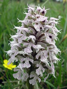 Neotinea conica (Orchidaceae)  - Néotinée conique, Orchis conique Aude [France] 23/04/2006 - 630m