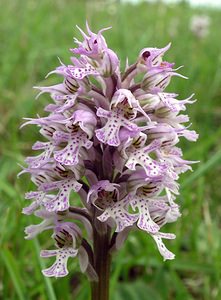 Neotinea conica (Orchidaceae)  - Néotinée conique, Orchis conique Aude [France] 23/04/2006 - 630m