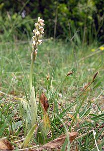 Neotinea maculata (Orchidaceae)  - Néotinée maculée, Orchis maculé - Dense-flowered Orchid Aude [France] 23/04/2006 - 480m