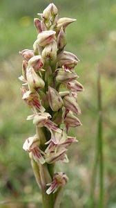 Neotinea maculata (Orchidaceae)  - Néotinée maculée, Orchis maculé - Dense-flowered Orchid Aude [France] 23/04/2006 - 480m