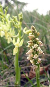 Neotinea maculata (Orchidaceae)  - Néotinée maculée, Orchis maculé - Dense-flowered Orchid Aude [France] 23/04/2006 - 640m