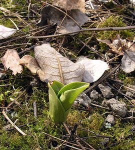 Neottia ovata (Orchidaceae)  - Néottie ovale, Grande Listère, Double-feuille, Listère à feuilles ovales, Listère ovale - Common Twayblade Marne [France] 08/04/2006 - 170m