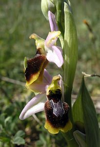 Ophrys arachnitiformis (Orchidaceae)  - Ophrys à forme d'araignée, Ophrys en forme d'araignée, Ophrys arachnitiforme, Ophrys brillant Gard [France] 18/04/2006 - 100m