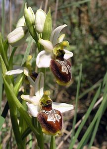 Ophrys arachnitiformis (Orchidaceae)  - Ophrys à forme d'araignée, Ophrys en forme d'araignée, Ophrys arachnitiforme, Ophrys brillant Gard [France] 18/04/2006 - 100m