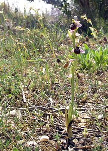 Ophrys arachnitiformis (Orchidaceae)  - Ophrys à forme d'araignée, Ophrys en forme d'araignée, Ophrys arachnitiforme, Ophrys brillant Gard [France] 18/04/2006 - 100m