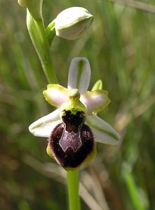 Ophrys arachnitiformis (Orchidaceae)  - Ophrys à forme d'araignée, Ophrys en forme d'araignée, Ophrys arachnitiforme, Ophrys brillant Gard [France] 18/04/2006 - 100m