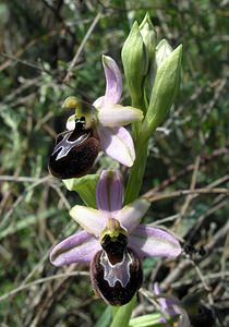 Ophrys arachnitiformis (Orchidaceae)  - Ophrys à forme d'araignée, Ophrys en forme d'araignée, Ophrys arachnitiforme, Ophrys brillant Gard [France] 18/04/2006 - 100m