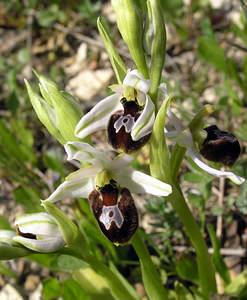 Ophrys arachnitiformis (Orchidaceae)  - Ophrys à forme d'araignée, Ophrys en forme d'araignée, Ophrys arachnitiforme, Ophrys brillant Gard [France] 18/04/2006 - 100m