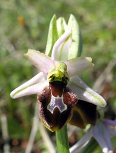 Ophrys arachnitiformis (Orchidaceae)  - Ophrys à forme d'araignée, Ophrys en forme d'araignée, Ophrys arachnitiforme, Ophrys brillant Gard [France] 18/04/2006 - 100m